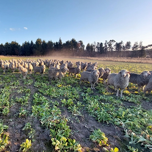 Sheep in paddock