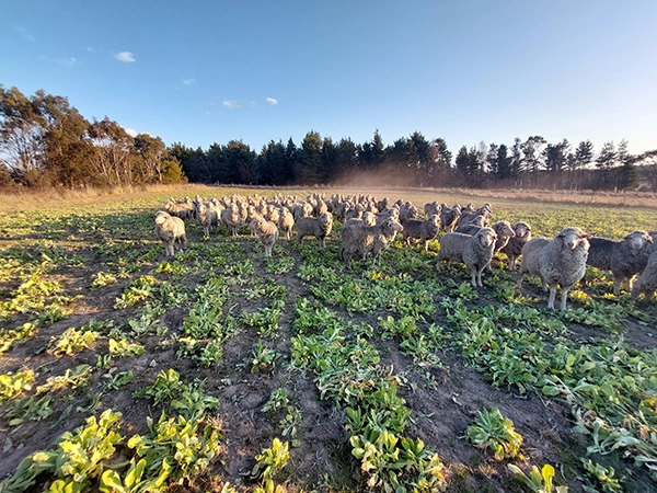 Sheep grazing in a paddock